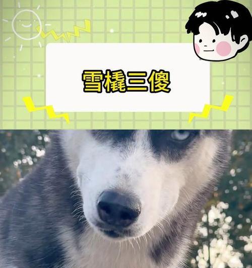 《雪橇三大傻》（以“雪橇三大傻”为主题的狗狗赢得了大家的喜爱 - 新生家伴