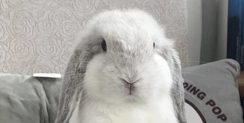 垂耳兔的成长周期研究（以垂耳兔多久能长大为主题的生物学调查） - 新生家伴