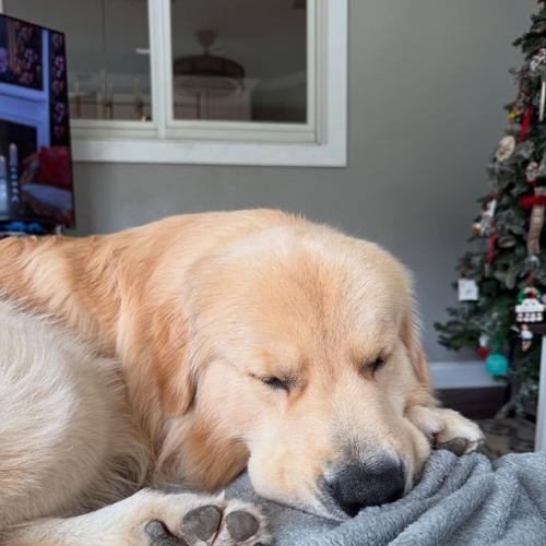 金毛狗狗交配的时间和注意事项（了解金毛狗狗交配的最佳时间和相关注意事项）(图3)