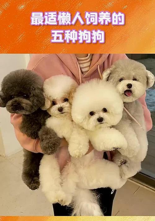 遛狗狗的重要性——增进宠物与人的感情（遛狗狗） - 新生家伴