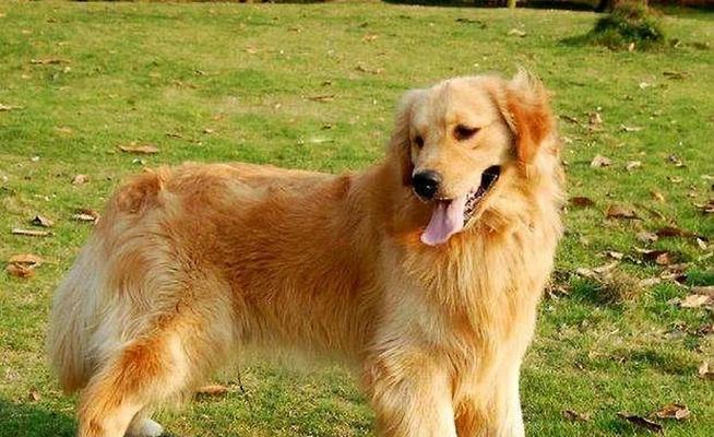 纯种金毛的特征及饲养要点（探寻纯种金毛的迷人特征和养护技巧） - 新生家伴