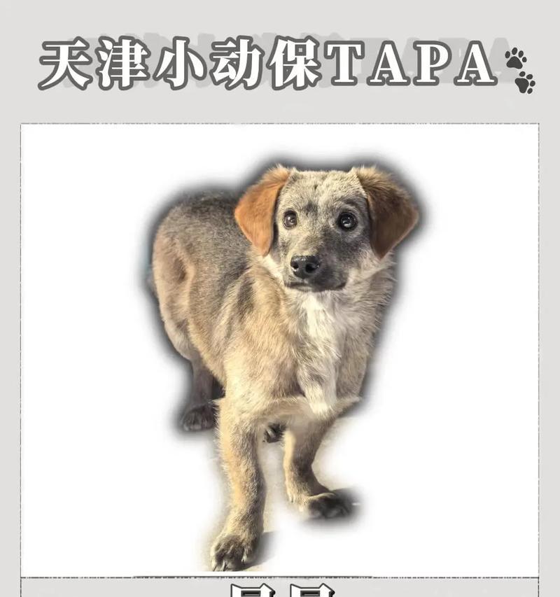 狗狗驱虫和疫苗接种的正确时间安排（宠物养护必须知道的关键信息 - 新生家伴