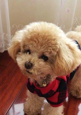 小狗的外貌特征与魅力（探索小狗迷人的外貌特征及其与人类的亲密关系）(图3)