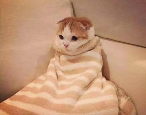 揭秘猫咪喜欢摁被子的原因（探索猫咪行为的奥秘）(图3)