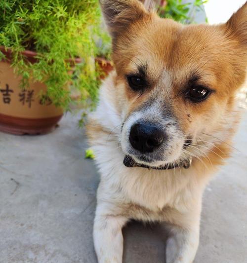 小狗的外貌特征与魅力（探索小狗迷人的外貌特征及其与人类的亲密关系）(图2)