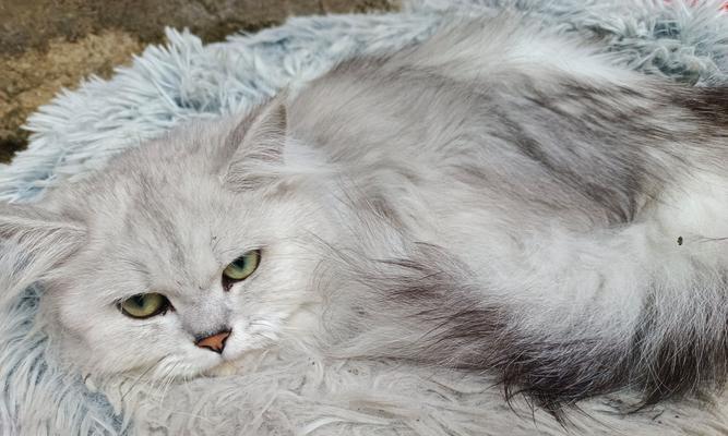 揭秘猫咪喜欢摁被子的原因（探索猫咪行为的奥秘） - 新生家伴