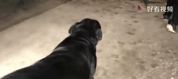 为什么以狗为什么生的全是公？（探究狗只产下公狗的原因及相关科学解释）(图1)