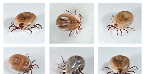 狗身上的寄生虫——潜伏在可爱外表背后的隐患（揭秘它们的种类、危害及预防措施）(图2)