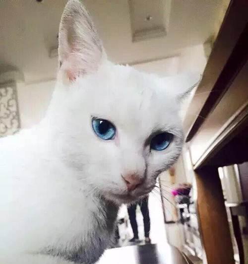 波斯猫怀孕期间的饮食指南（保证波斯猫健康孕育的关键食物）(图3)