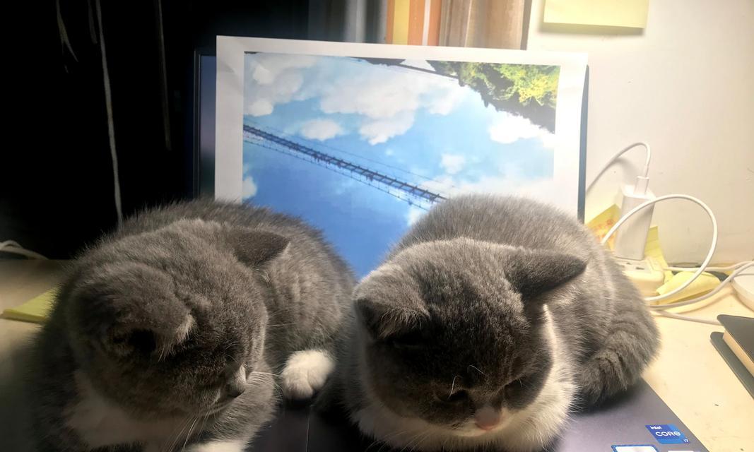 揭秘猫咪喜欢摁被子的原因（探索猫咪行为的奥秘）(图2)