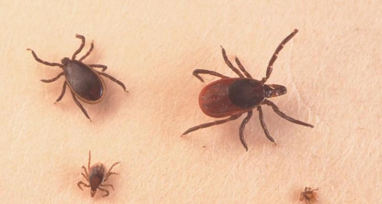 狗身上的寄生虫——潜伏在可爱外表背后的隐患（揭秘它们的种类、危害及预防措施）(图3)