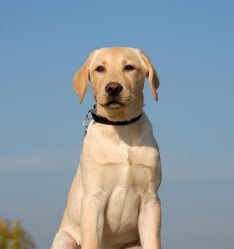 导盲犬（品种、训练与责任）(图2)