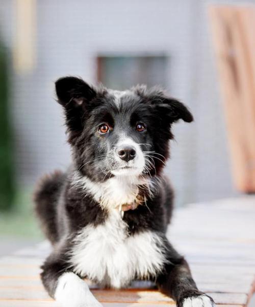 导盲犬（品种、训练与责任） - 新生家伴