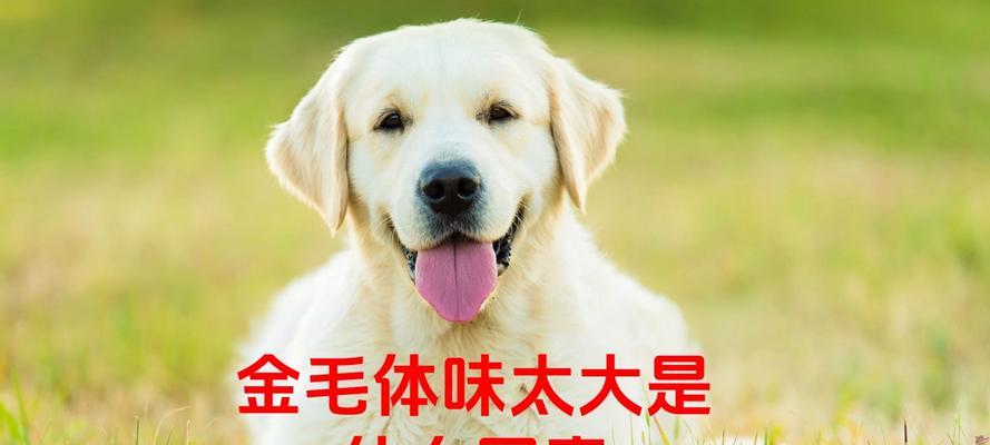 揭秘家狗体臭背后的原因（为何你的家狗总是那么臭味熏天？）(图2)