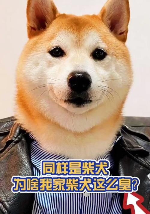 揭秘家狗体臭背后的原因（为何你的家狗总是那么臭味熏天？）(图3)