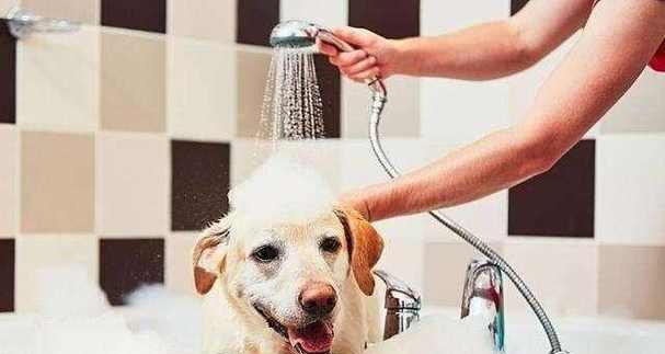 揭秘家狗体臭背后的原因（为何你的家狗总是那么臭味熏天？） - 新生家伴