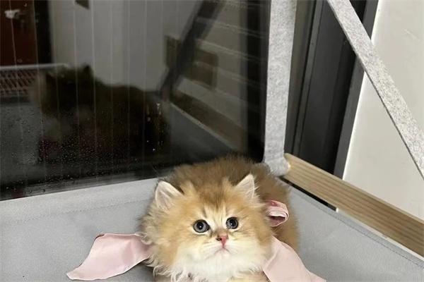 怎么驯服野猫？(图2)