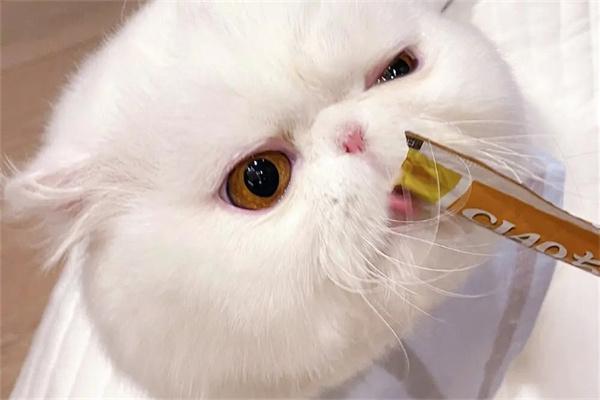 猫咪肠道不好怎么调理？(图2)