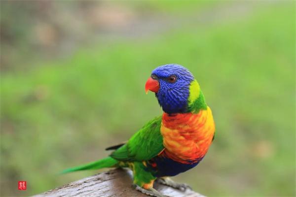 怎么正确地给鹦鹉剪羽毛？ - 新生家伴