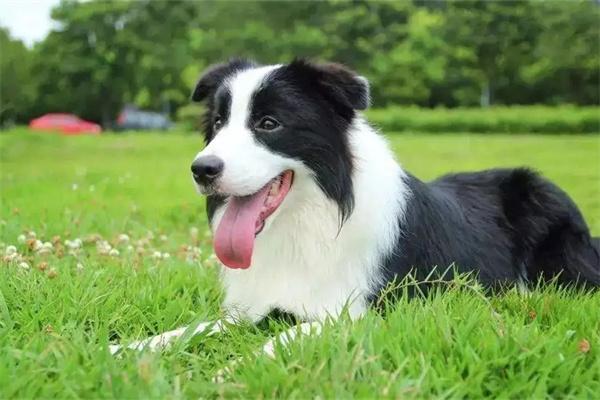 狗狗有叛逆期吗？(图2)