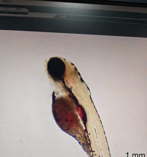 斑马鱼的繁殖方法(从准备到孵化,轻松繁殖斑马鱼)(图3) 斑马鱼的繁殖方法(从准备到孵化,轻松繁殖斑马鱼)(图3)