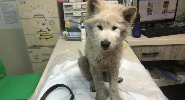 宠物生病（面对高昂的治疗费用，如何做出正确的选择）(图2)