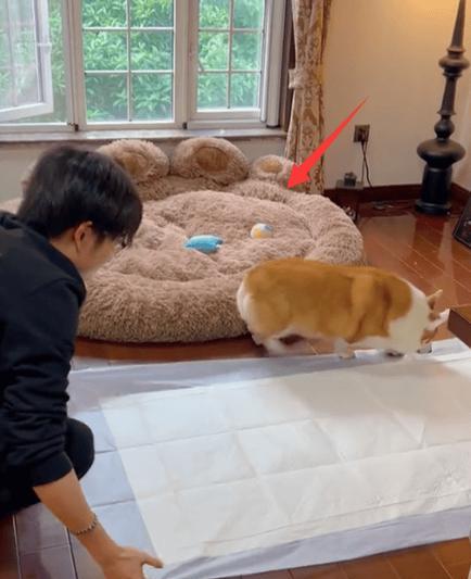 宠物生病（面对高昂的治疗费用，如何做出正确的选择）(图3)