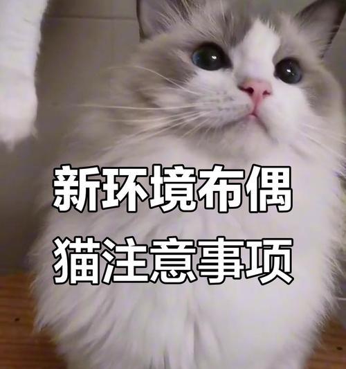 猫咪进新家需要适应多久？（探索适应新环境所需的时间和方法）(图3)