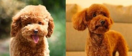 如何训练泰迪小狗成为乖巧听话的宠物（培养泰迪小狗良好行为习惯的训练方法和技巧） - 新生家伴