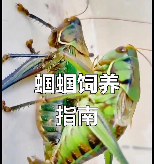 蝈蝈宠物的寿命及如何延长其寿命（了解蝈蝈宠物的寿命、提供适宜的环境和饮食来延长其寿命）(图2)