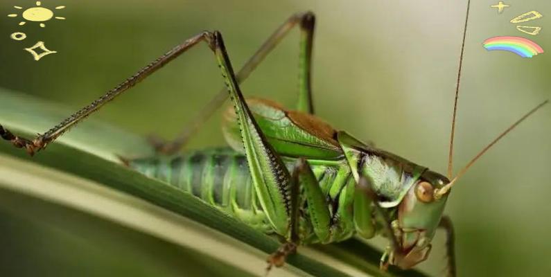 蝈蝈宠物的寿命及如何延长其寿命（了解蝈蝈宠物的寿命、提供适宜 - 新生家伴