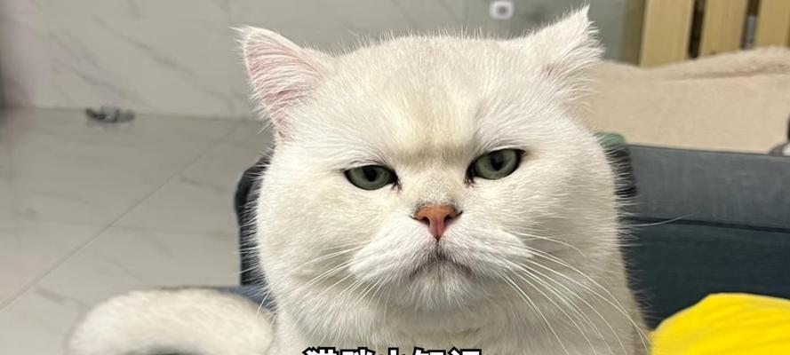 猫育苗时打针间隔及注意事项（科学养猫，合理打针——给爱猫注射疫苗的正确方法与注意 - 新生家伴