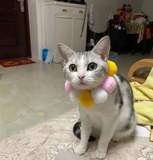 小猫产后流血多久？（了解产后出血的持续时间及注意事项）(图3)