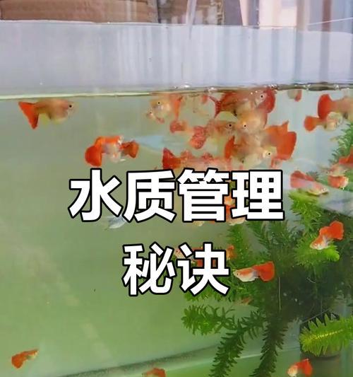 孔雀小鱼的水质管理（探索孔雀小鱼换水的最佳时间和方法，让它们 - 新生家伴