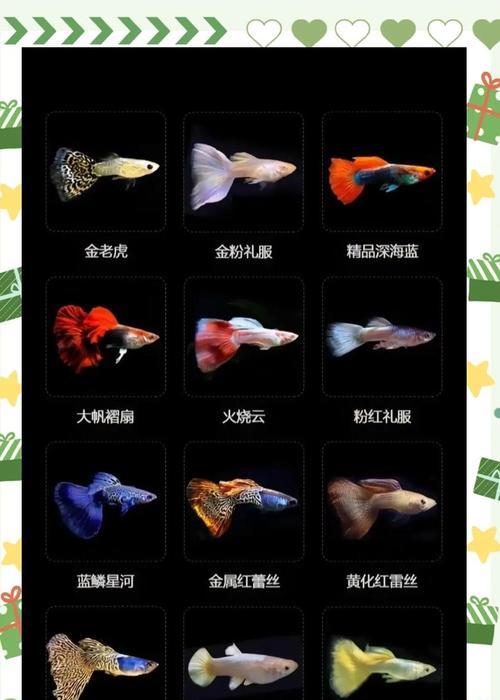 孔雀小鱼的水质管理（探索孔雀小鱼换水的最佳时间和方法，让它们生活得更健康）(图3)