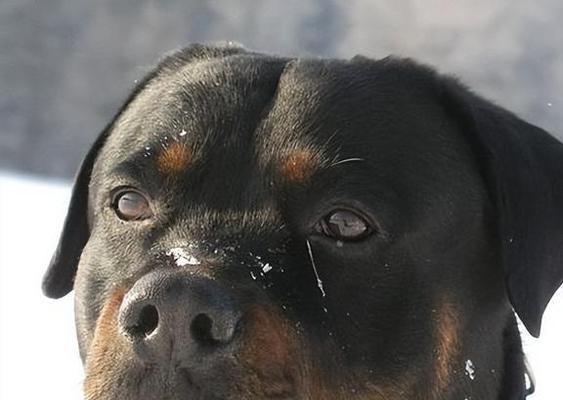 城市中的恐怖猛兽（跨越血脉的凶猛威胁，城市街头悄然隐藏的危险 - 新生家伴