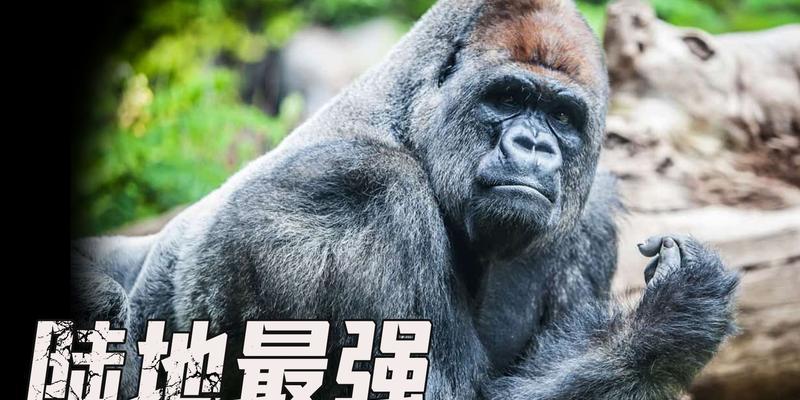 城市中的恐怖猛兽（跨越血脉的凶猛威胁，城市街头悄然隐藏的危险）(图2)