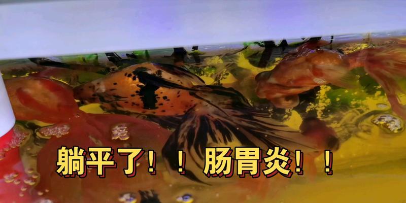 金鱼肠炎的康复时间及相关治疗方法（了解金鱼肠炎的病程及如何加速康复）(图3)