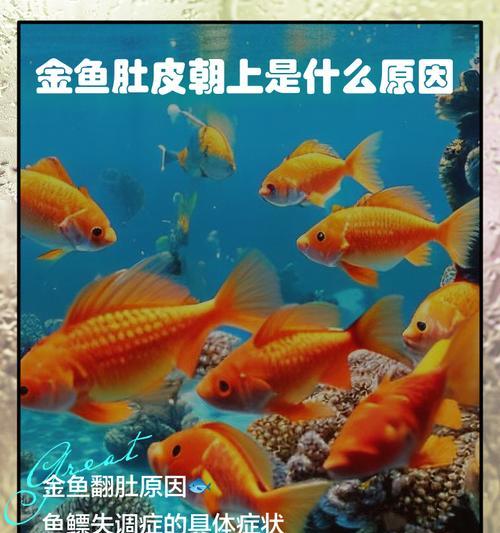 金鱼肠炎的康复时间及相关治疗方法（了解金