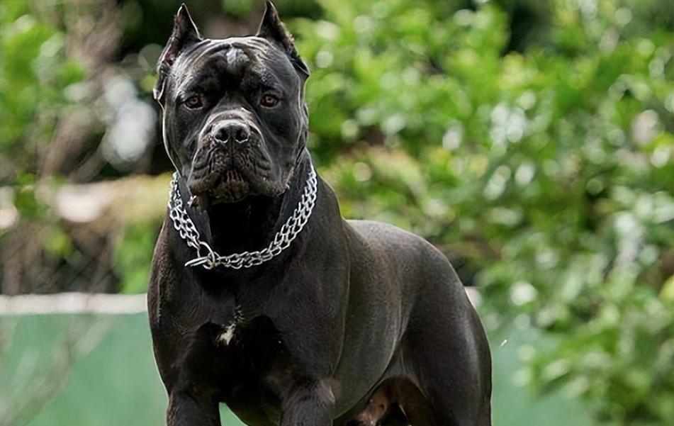 城市中的恐怖猛兽（跨越血脉的凶猛威胁，城市街头悄然隐藏的危险）(图3)