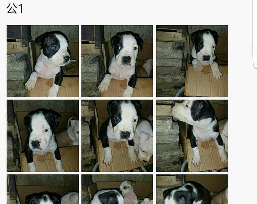 狗狗出生纸办理时间及流程详解（探寻办理狗