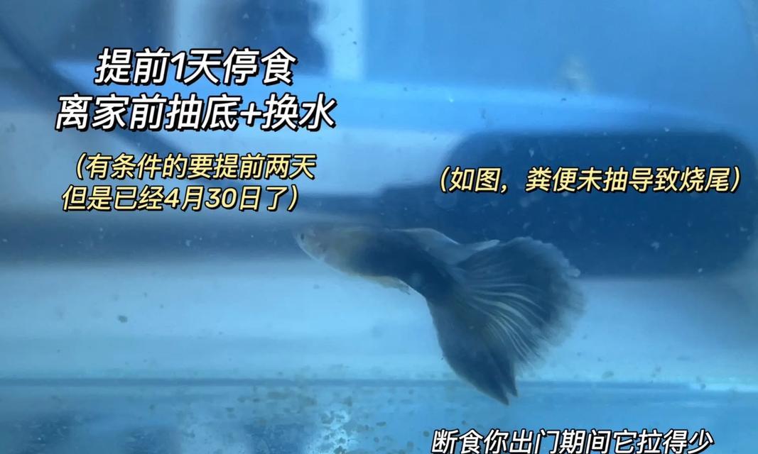 孔雀小鱼的水质管理（探索孔雀小鱼换水的最佳时间和方法，让它们生活得更健康）(图2)