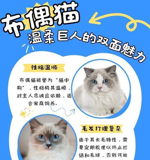 探秘罕见的双面猫——迷倒千万铲屎官（与阴阳脸共处一瞥猫的两面 - 新生家伴