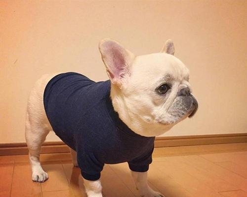 法国牛的特点及饲养要点（探索法国牛的独特特点，了解如何科学饲养） - 新生家伴