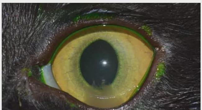 猫猫弓虫病(预防和治疗猫猫弓虫病的重要知识,让你的猫咪远离健康威胁)(图2) 猫猫弓虫病(预防和治疗猫猫弓虫病的重要知识,让你的猫咪远离健康威胁)(图2)