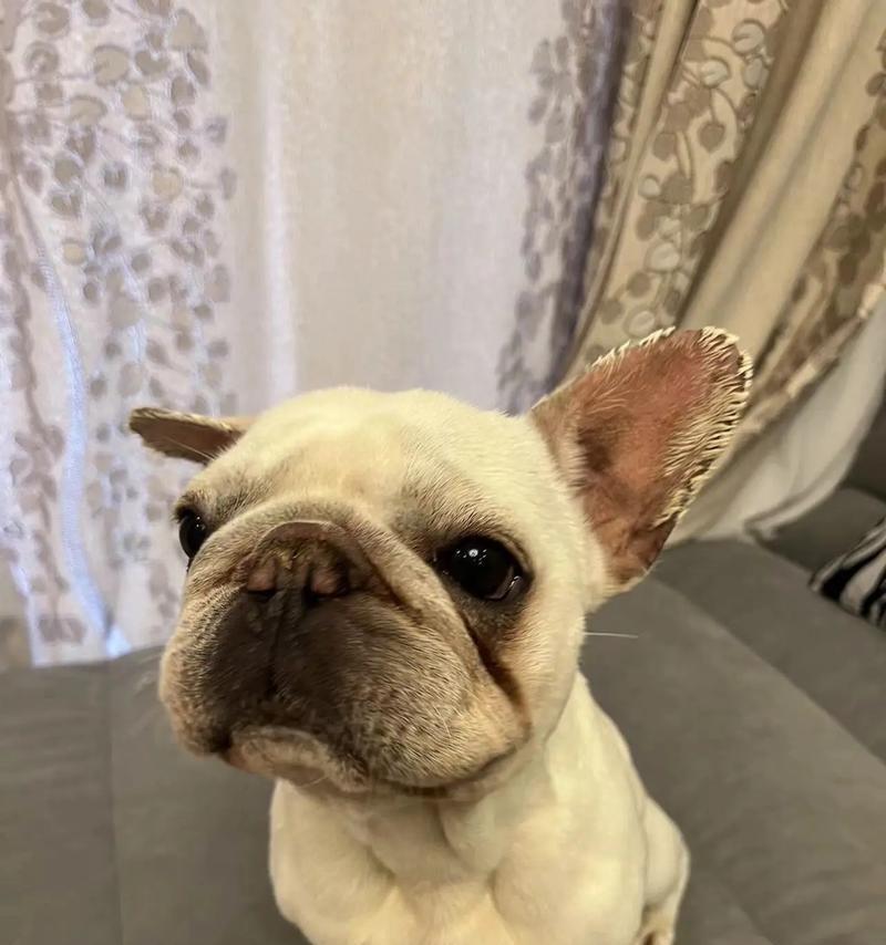 法国牛的特点及饲养要点(探索法国牛的独特特点,了解如何科学饲养)(图2) 法国牛的特点及饲养要点(探索法国牛的独特特点,了解如何科学饲养)(图2)