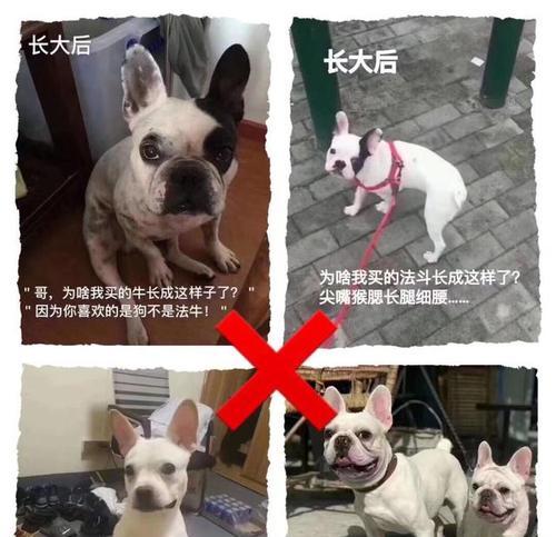 法国牛的特点及饲养要点(探索法国牛的独特特点,了解如何科学饲养)(图3) 法国牛的特点及饲养要点(探索法国牛的独特特点,了解如何科学饲养)(图3)