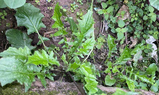 垂耳兔的饲养之道(了解垂耳兔的食性及优质草料的选择要点)(图3) 垂耳兔的饲养之道(了解垂耳兔的食性及优质草料的选择要点)(图3)