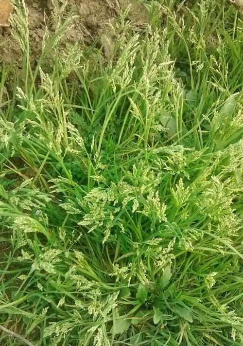 垂耳兔的饲养之道(了解垂耳兔的食性及优质草料的选择要点)(图1) 垂耳兔的饲养之道(了解垂耳兔的食性及优质草料的选择要点)(图1)