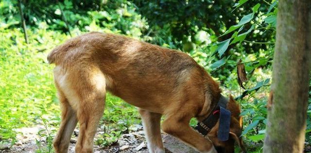 探索以狗让尾的意义与作用（揭示人与狗的情感交流与社交行为中尾巴的重要角色） - 新生家伴
